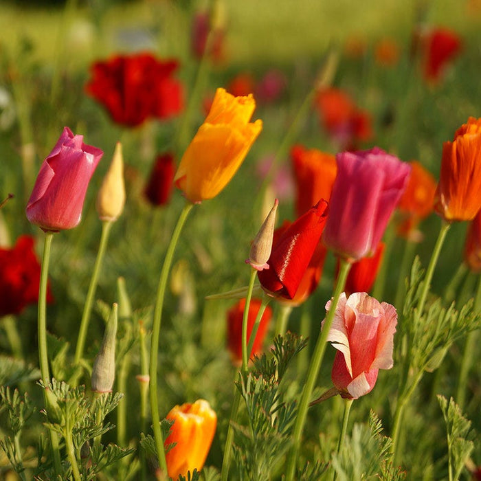 Splendid California Poppy Seed Mix|California Poppy Seeds Splendid Mix, Eschscholzia californica