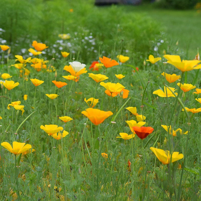 Splendid California Poppy Seed Mix|California Poppy Seeds Splendid Mix, Eschscholzia californica
