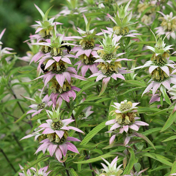Spotted Bee Balm|Monarda punctata, Spotted Bee Balm