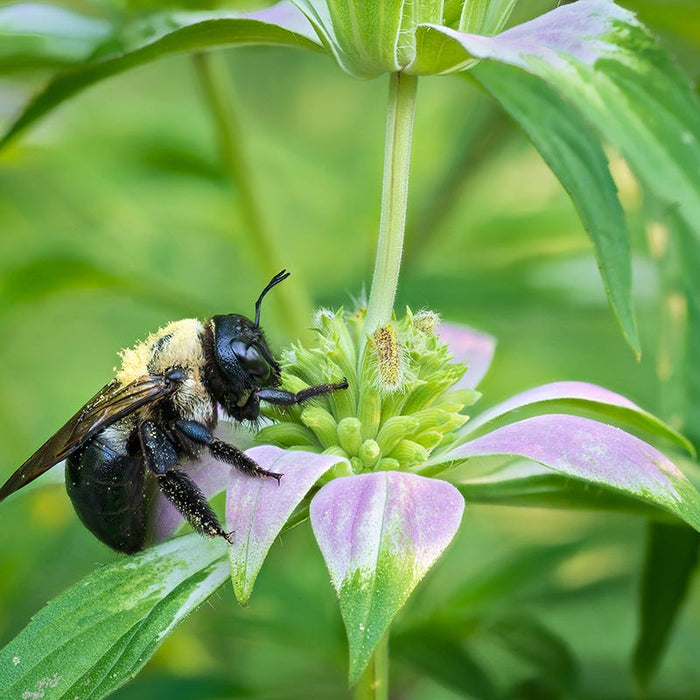 Spotted Bee Balm|Monarda punctata, Spotted Bee Balm