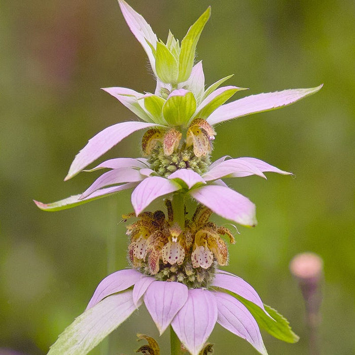 Spotted Bee Balm|Monarda punctata, Spotted Bee Balm