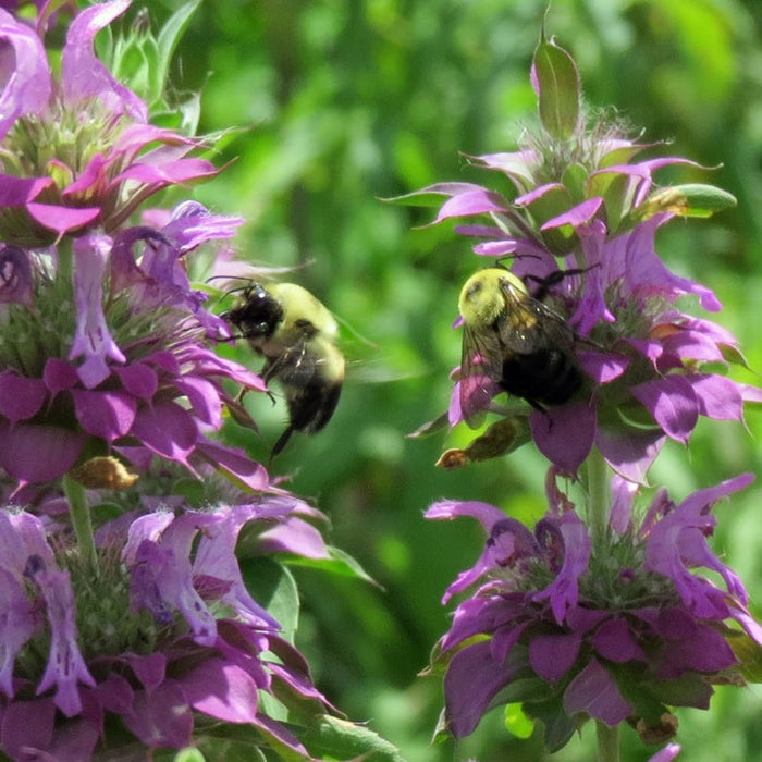 Spotted Bee Balm|Monarda punctata, Spotted Bee Balm