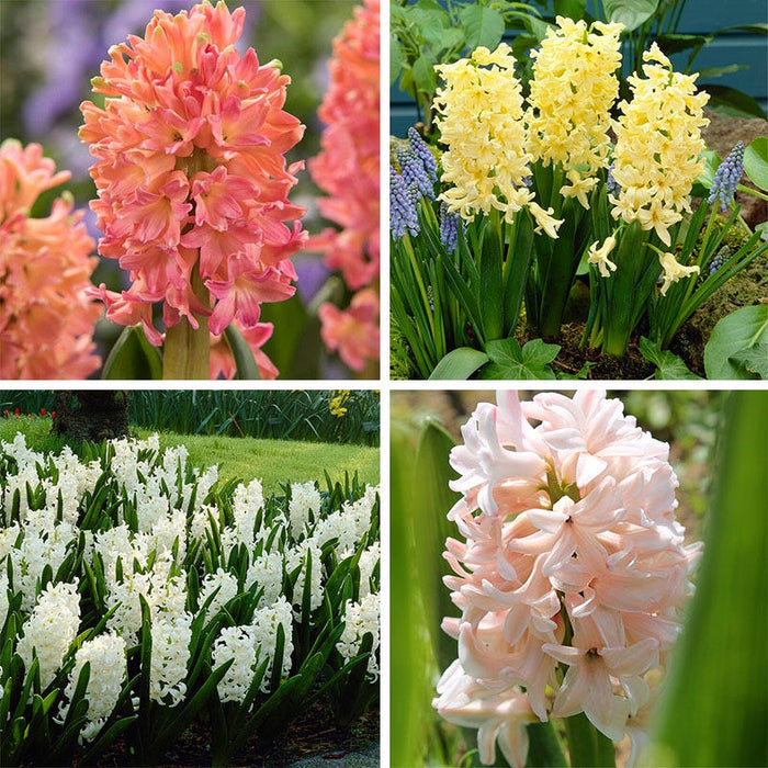 Spring Dawn Hyacinth Bulb Collection|Spring Dawn Hyacinth Bulb Collection