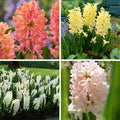 Spring Dawn Hyacinth Bulb Collection|Spring Dawn Hyacinth Bulb Collection