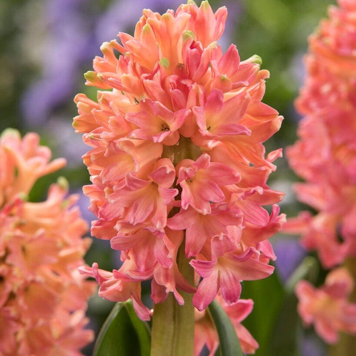 Spring Dawn Hyacinth Bulb Collection|Sweet Invitation Hyacinth