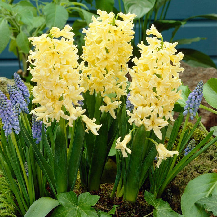 Spring Dawn Hyacinth Bulb Collection|Gypsy Princess Hyacinth