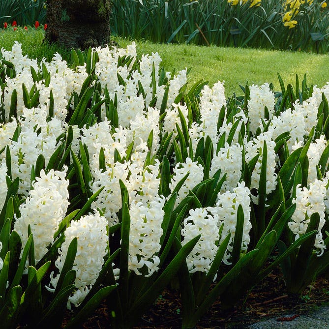 Spring Dawn Hyacinth Bulb Collection|Carnegie Hyacinth