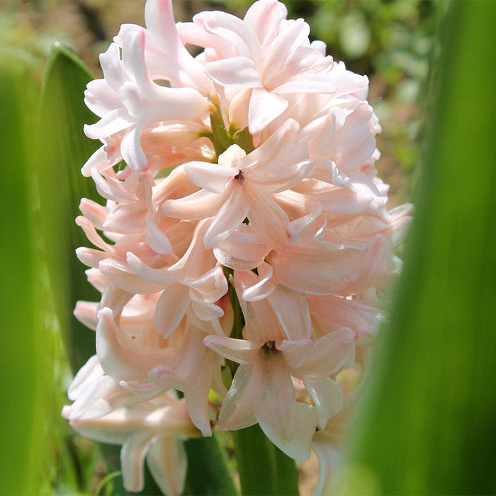 Spring Dawn Hyacinth Bulb Collection|China Pink Hyacinth