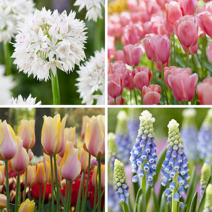 Spring Romance Bulb Collection|Spring Romance Bulb Collection