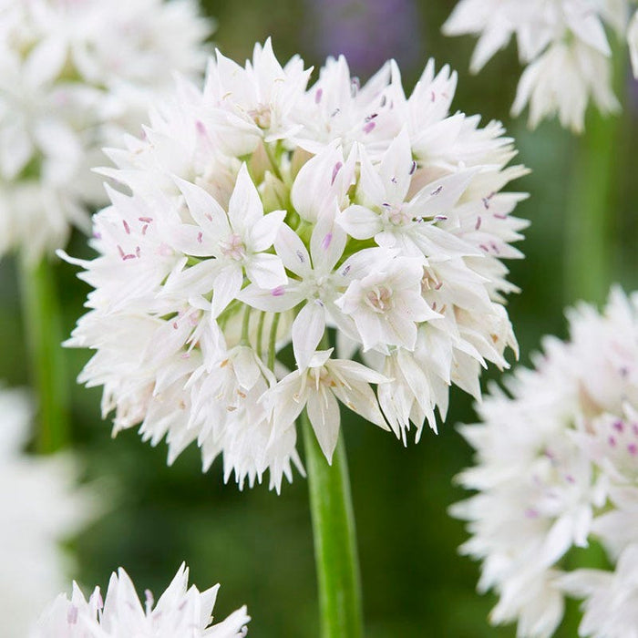 Spring Romance Bulb Collection|'Graceful Beauty' Allium