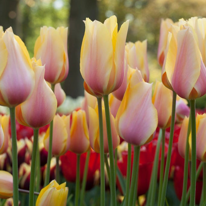 Spring Romance Bulb Collection|'Blushing Beauty' Single Late Tulip