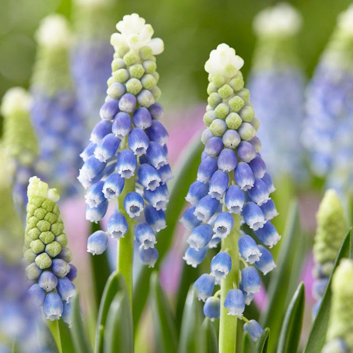 Spring Romance Bulb Collection|'Julia' Grape Hyacinth