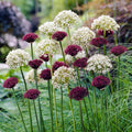 Starry Night Allium Bulb Collection|Starry Night Allium Bulb Collection