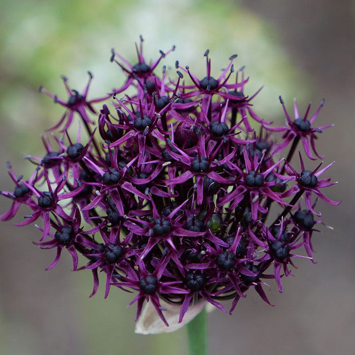 Starry Night Allium Bulb Collection|Allium atropurpureum