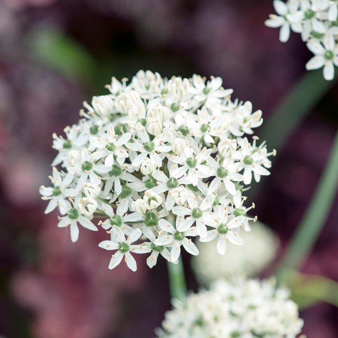Starry Night Allium Bulb Collection|Allium nigrum