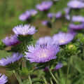 Stoke's Aster