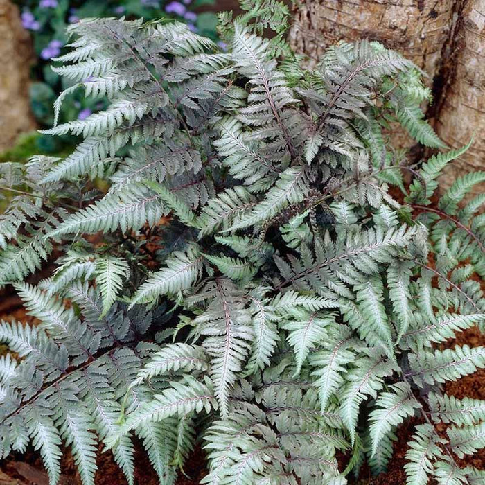 Stormy Shade Low Grow Plant Collection|Red Beauty Japanese Painted Fern
