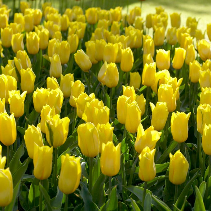 Strong Gold Triumph Tulip|Strong Gold Triumph Tulip