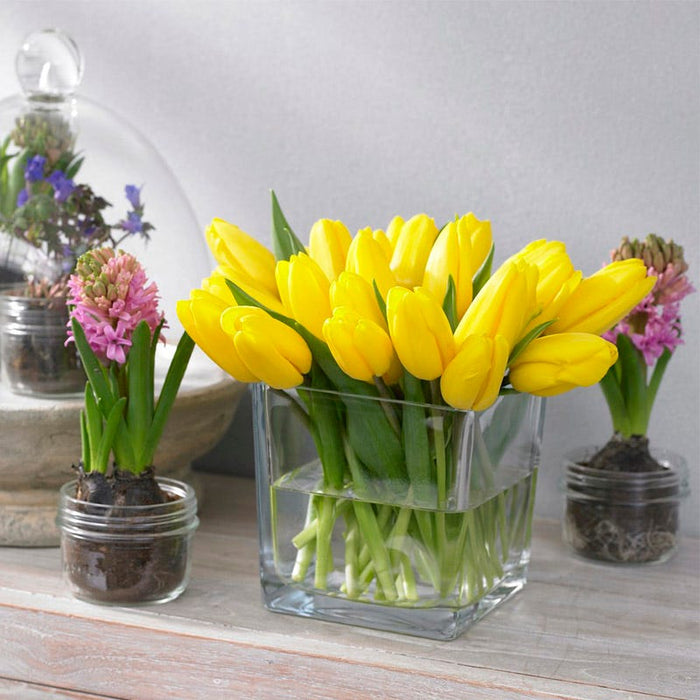 Strong Gold Triumph Tulip|Strong Gold Triumph Tulip