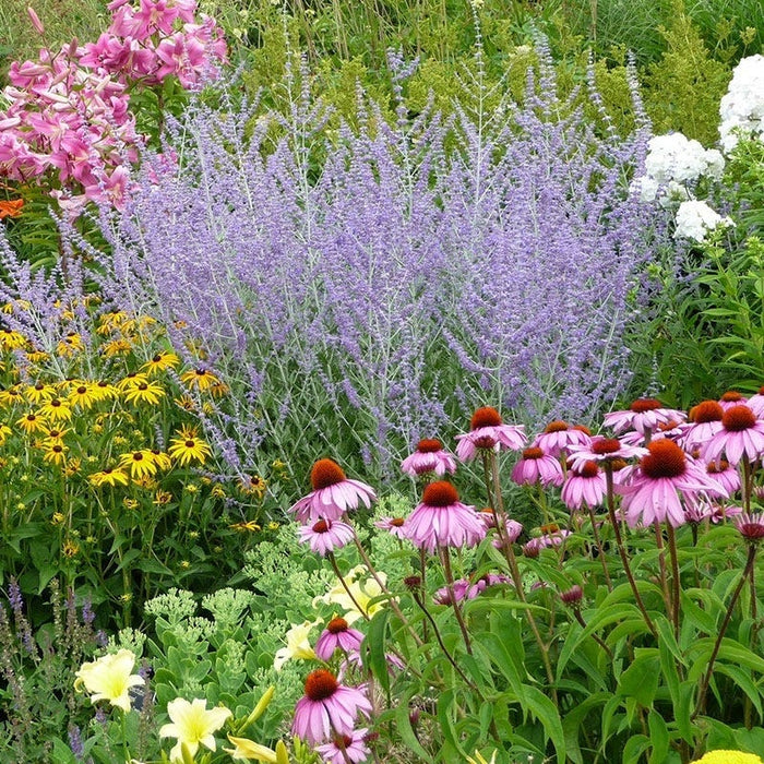 Summer Long Blooms Pre-Planned Garden|Summer Long Blooms Pre-Planned Garden - Russian Sage, Echinacea, Phlox, Black Eyed Susan