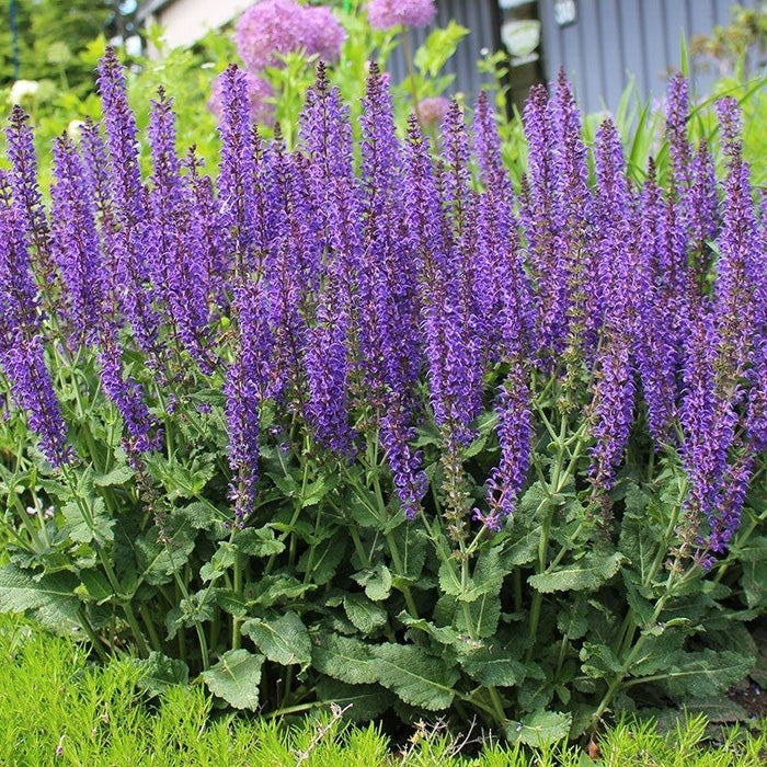 May Night Salvia