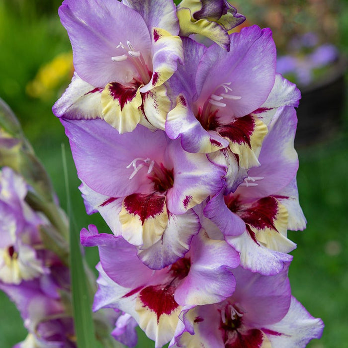 Vista Gladiolus|Vista Gladiolus