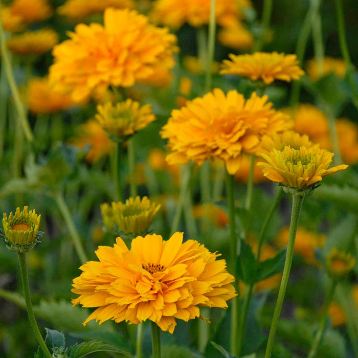 Summer Sun Heliopsis|Summer Sun Heliopsis