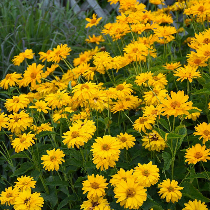 Summer Sun Heliopsis|Summer Sun Heliopsis in meadow
