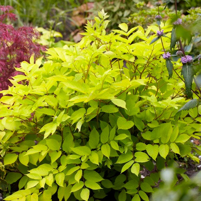 Sun King Aralia|Aralia Cordata Sun King, Japanese Spikenard