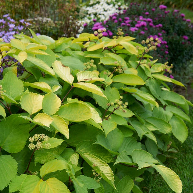 Sun King Aralia|Aralia Cordata Sun King, Japanese Spikenard