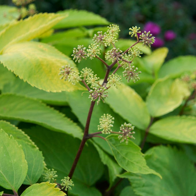 Sun King Aralia|Aralia Cordata Sun King, Japanese Spikenard