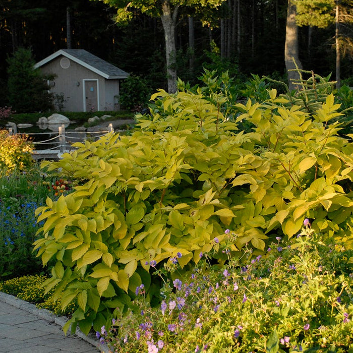 Sun King Aralia|Aralia Cordata Sun King, Japanese Spikenard