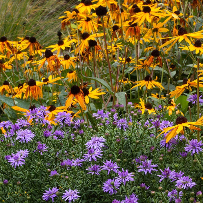 Sun Loving Pre-Planned Garden - Large|Sun Loving Garden - Aster, Black Eyed Susan