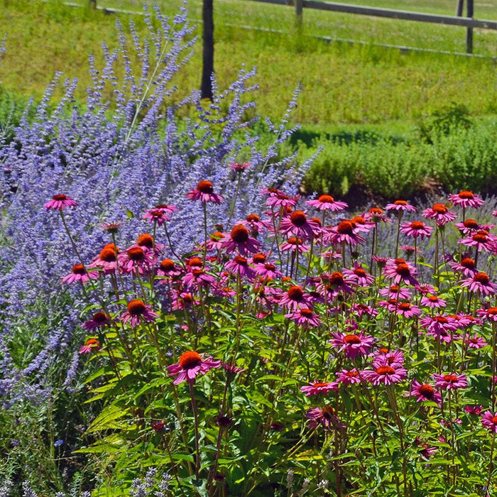 Sun Loving Pre-Planned Garden - Large|Sun Loving Garden - Echinacea and Russian Sage