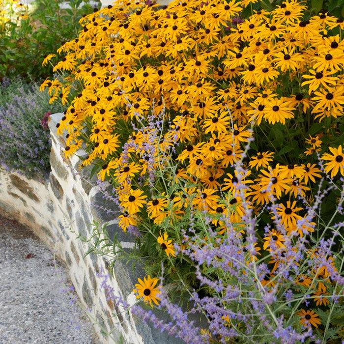 Sun Loving Pre-Planned Garden - Large|Sun Loving Garden - Russian Sage, Black Eyed Susan