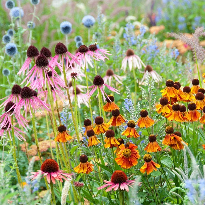 Sun Loving Pre-Planned Garden - Small|Sun Loving Pre-Planned Garden - Echinacea, Helenium, Echinops