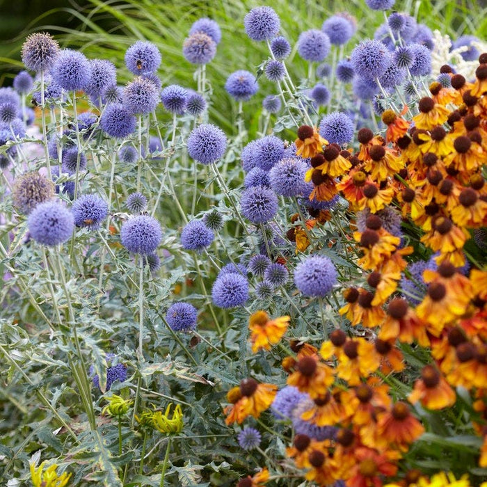 Sun Loving Pre-Planned Garden - Small|Sun Loving Pre-Planned Garden - Helenium, Echinops