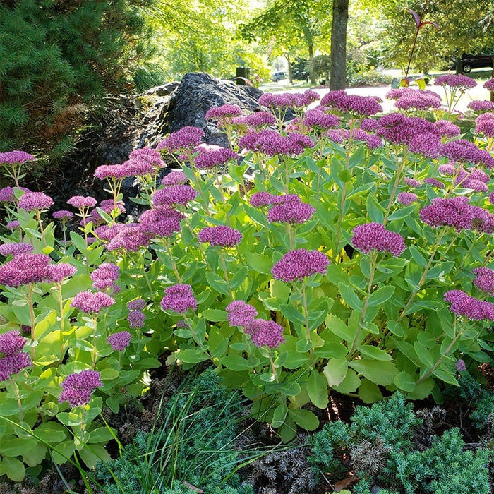 Sun Loving Pre-Planned Garden - Small|Autumn Joy Sedum