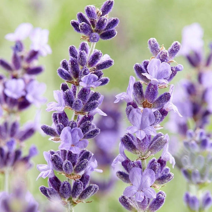 Sun Loving Pre-Planned Garden - Small|Hidcote English Lavender