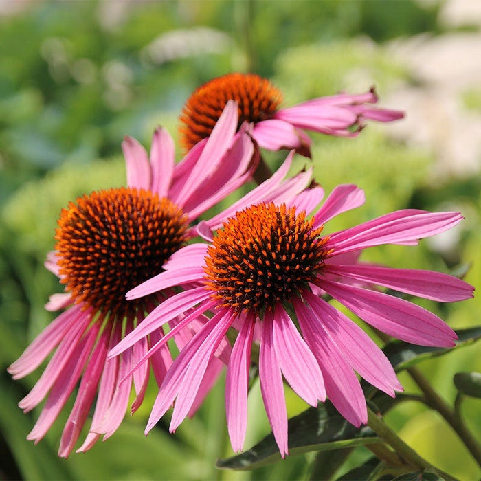 Sun Loving Pre-Planned Garden - Small|Echinacea Magnus, Coneflower