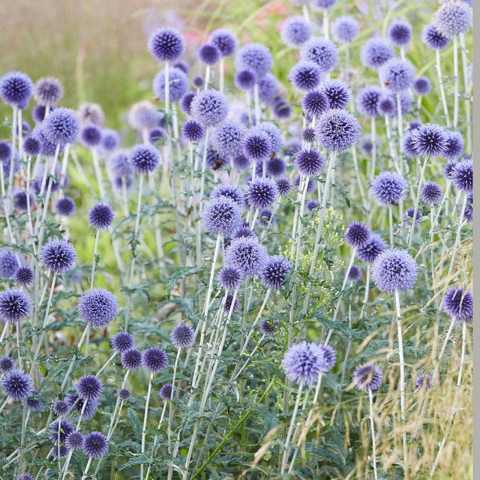 Sun Loving Pre-Planned Garden - Small|Echinops Veitch's Blue - blue flowers