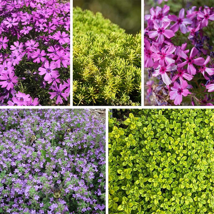 Sun Loving Tapestry Lawn Plant Collection|Sun Loving Tapestry Lawn Plant Collection