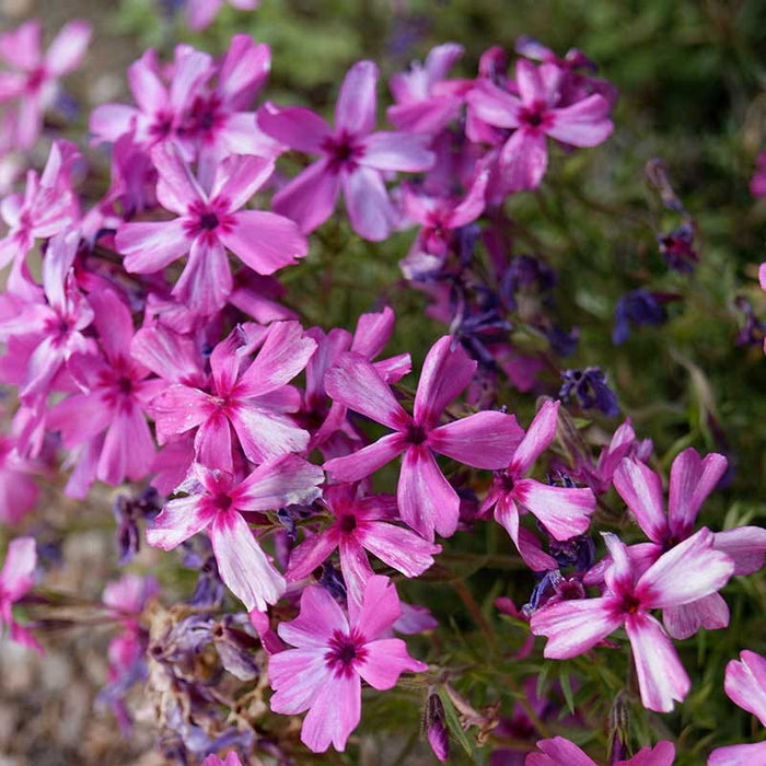 Sun Loving Tapestry Lawn Plant Collection|Red Wings Creeping Phlox