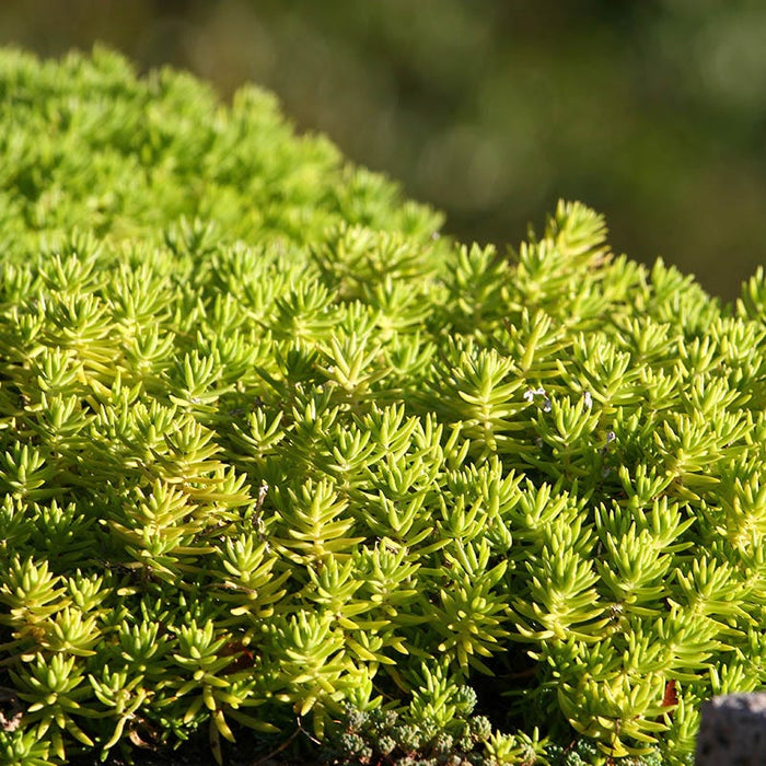 Sun Loving Tapestry Lawn Plant Collection|Angelina Sedum