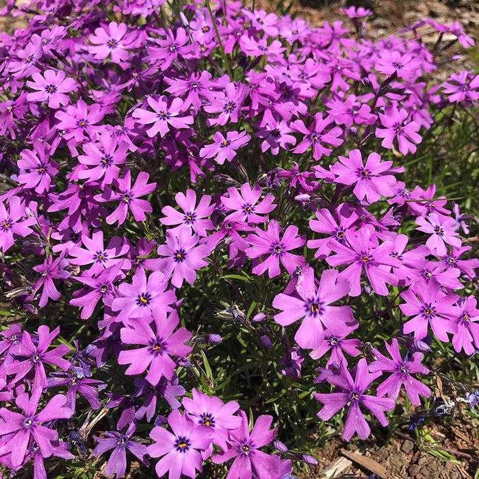 Sun Loving Tapestry Lawn Plant Collection|Purple Beauty Creeping Phlox