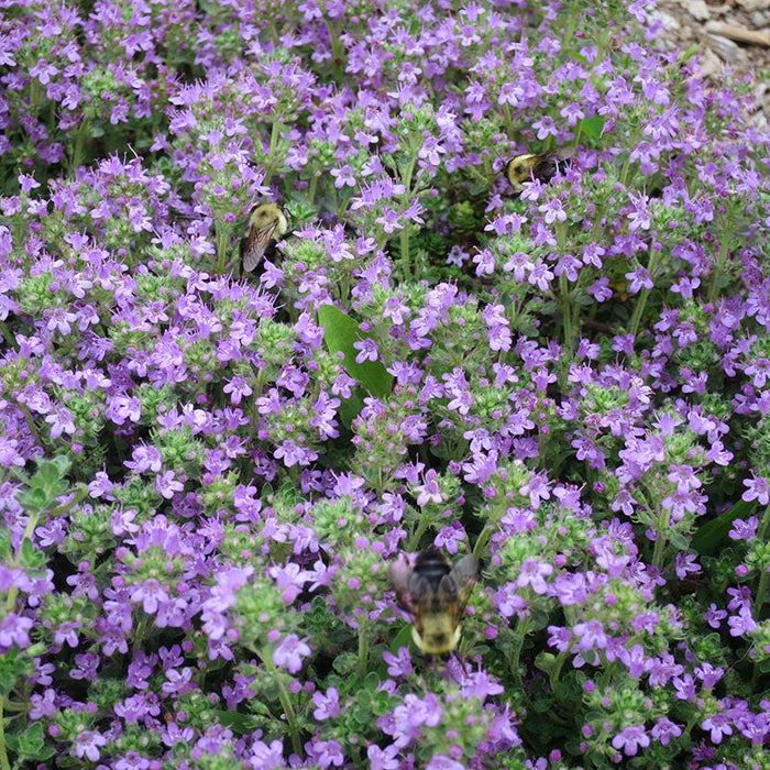 Sun Loving Tapestry Lawn Plant Collection|Creeping Thyme. Employee Photo.