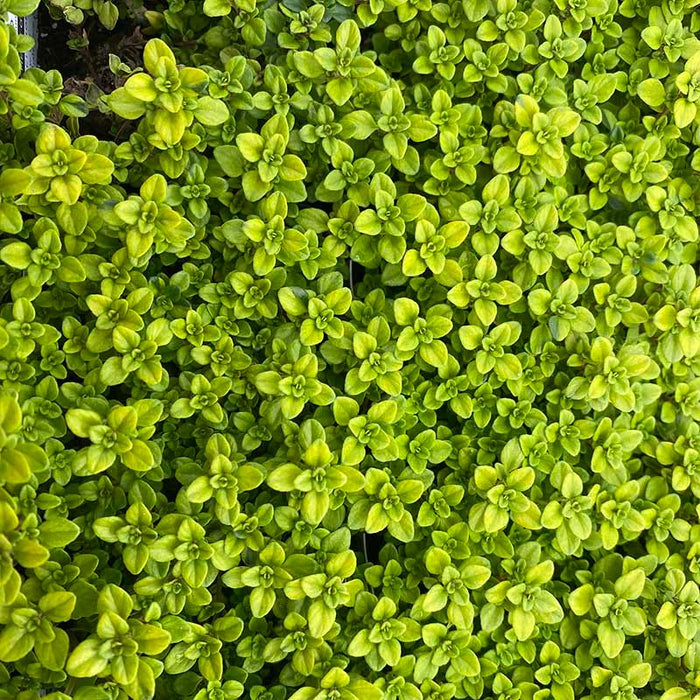 Sun Loving Tapestry Lawn Plant Collection|Archer's Gold Creeping Thyme