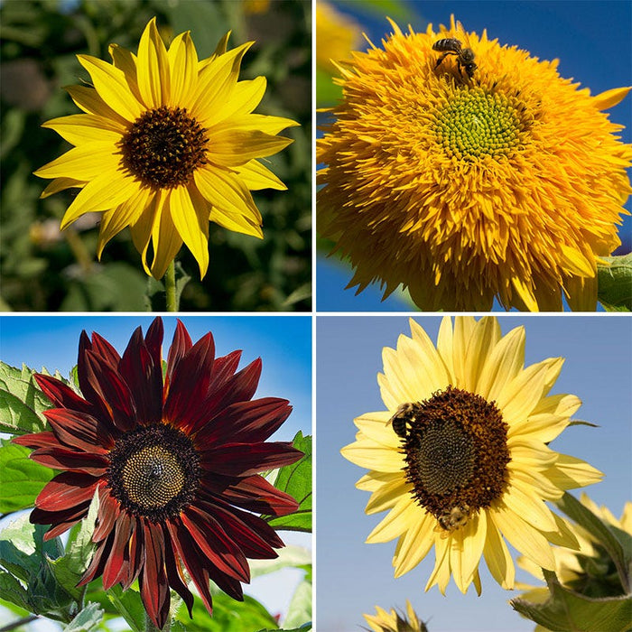 Sunflowers For The Soul Seed Collection|Sunflowers For The Soul Seed Collection