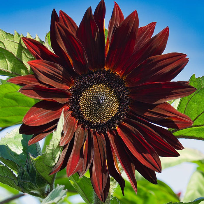 Sunflowers For The Soul Seed Collection|Sunflower Chocolate Cherry