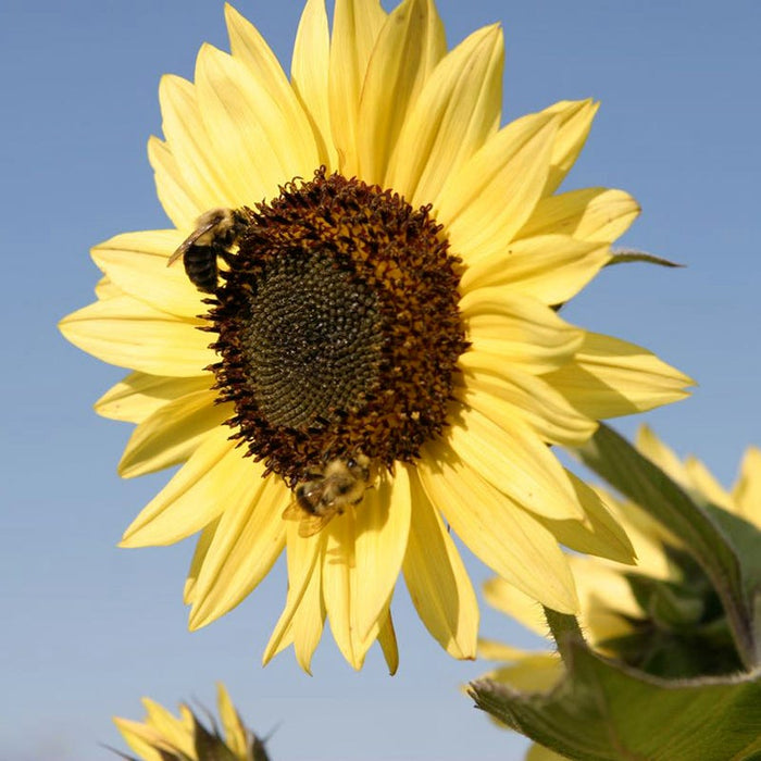 Sunflowers For The Soul Seed Collection|Sunflower Lemon Queen